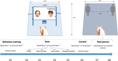 Human Face Recognition in Horses: Data in Favor of a Holistic Process